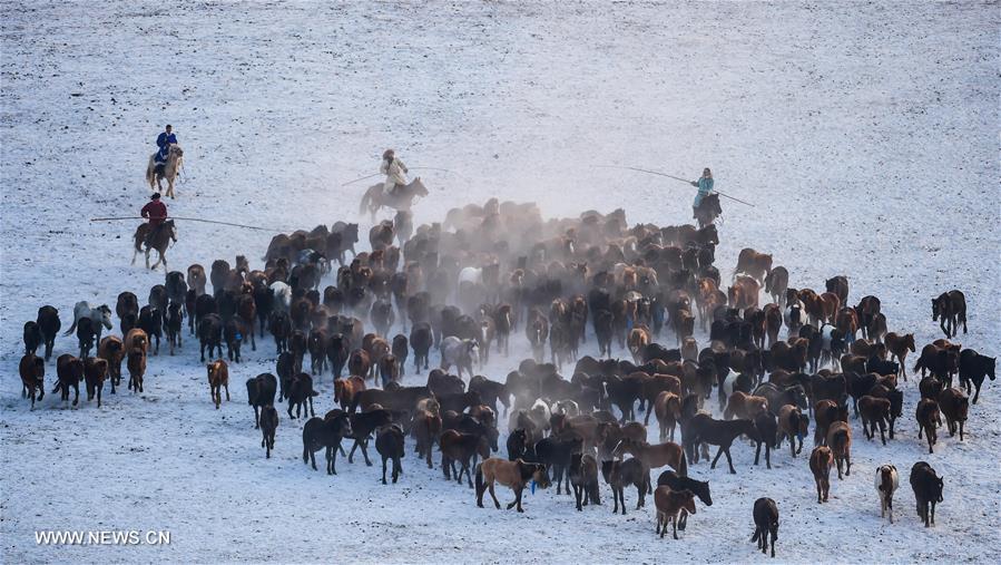 CHINA-INNER MONGOLIA-XILINHOT-FOLK CUSTOM-HORSE (CN) 