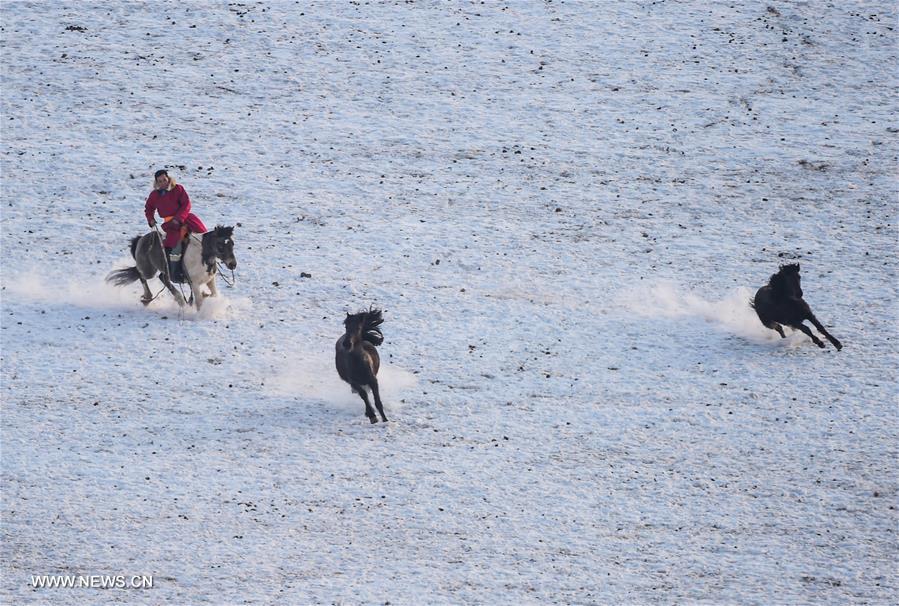 CHINA-INNER MONGOLIA-XILINHOT-FOLK CUSTOM-HORSE (CN) 