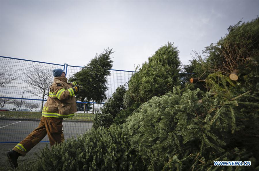 CANADA-RICHMOND-CHRISTMAS TREES-RECYCLING