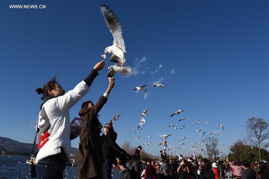 CHINA-KUNMING-DIANCHI LAKE-BLACK-HEADED GULLS (CN)