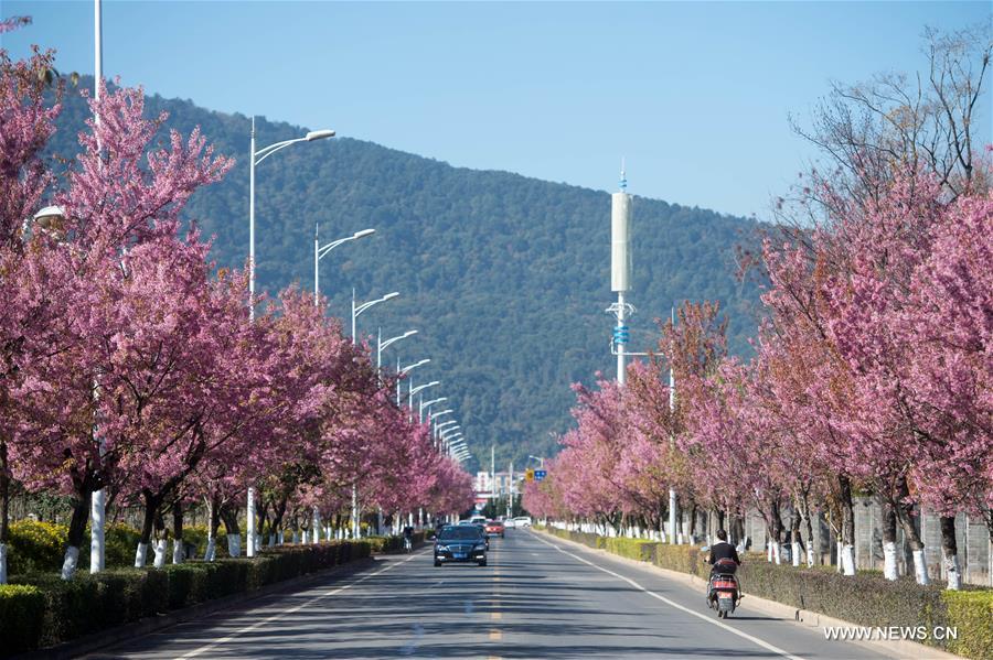 CHINA-KUNMING-CHERRY BLOSSOMS (CN)
