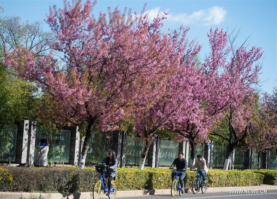 CHINA-KUNMING-CHERRY BLOSSOMS (CN)