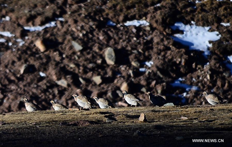 CHINA-QINGHAI-HAIXI-WILD ANIMAL (CN)