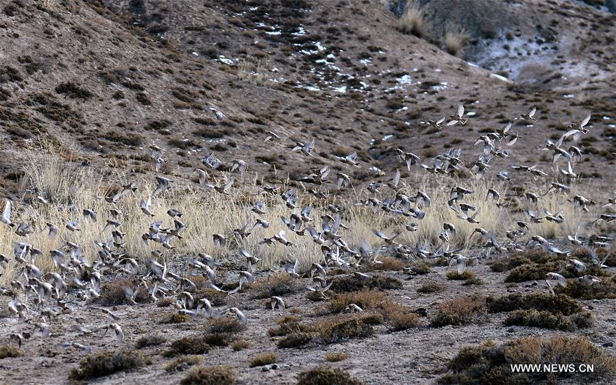 CHINA-QINGHAI-HAIXI-WILD ANIMAL (CN)