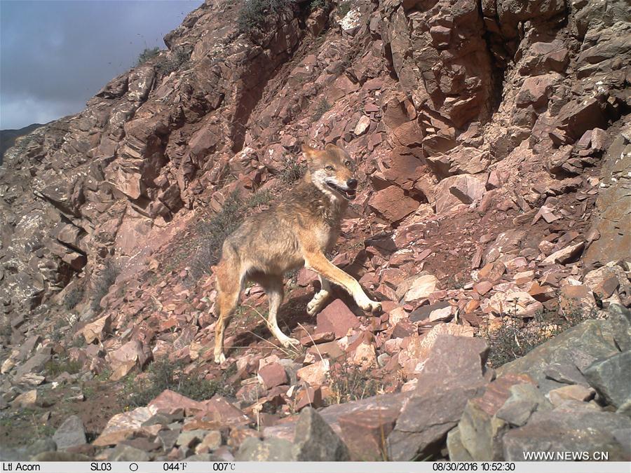 CHINA-QINGHAI-HAIXI-WILD ANIMAL (CN)