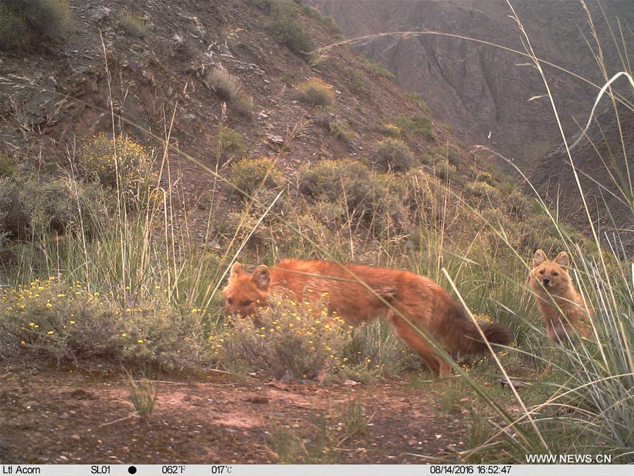 CHINA-QINGHAI-HAIXI-WILD ANIMAL (CN)