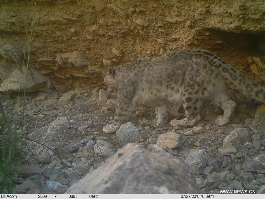 CHINA-QINGHAI-HAIXI-WILD ANIMAL (CN)