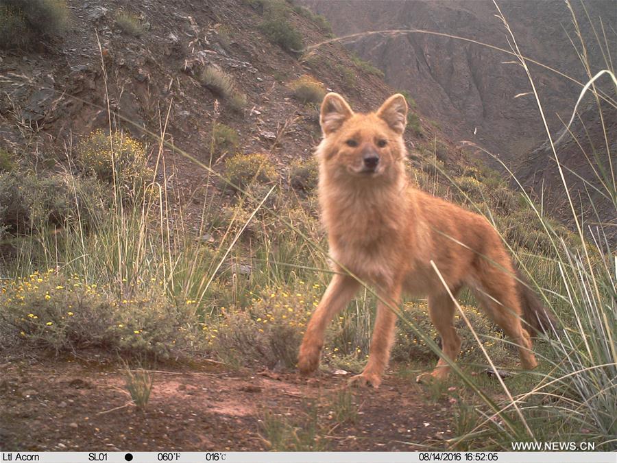 CHINA-QINGHAI-HAIXI-WILD ANIMAL (CN)