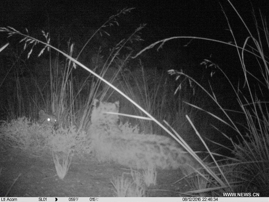 CHINA-QINGHAI-HAIXI-WILD ANIMAL (CN)