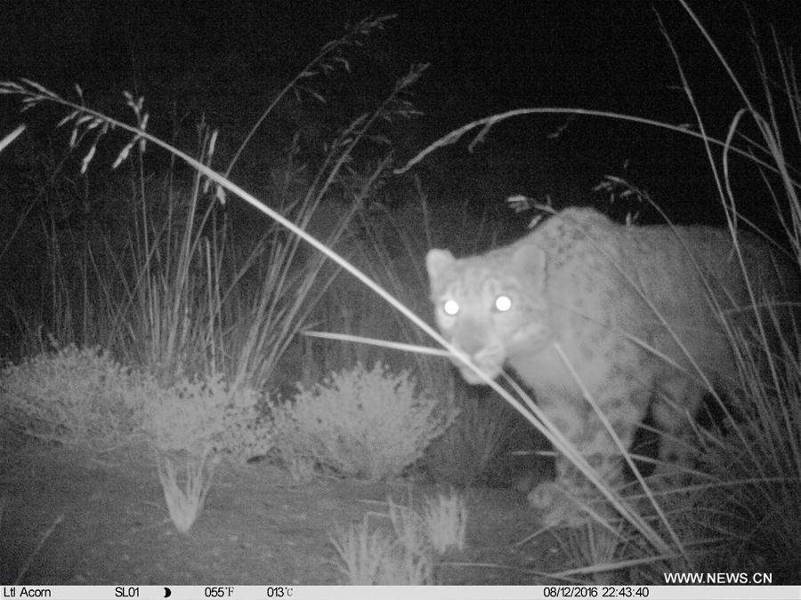 CHINA-QINGHAI-HAIXI-WILD ANIMAL (CN)