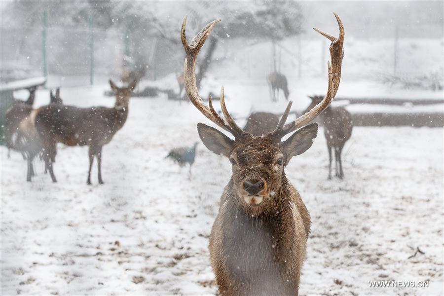Reindeers are seen in the snow in Odem at the Golan Heights, Jan. 9, 2017. (Xinhua/JINI) 