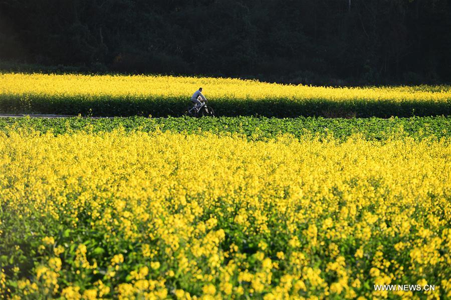Blossoming rape flowers with bright colors turned Luoping into a picturesque tourist attraction in winter.