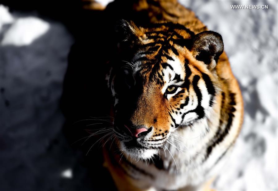 CHINA-CHANGCHUN-WINTER-ANIMALS(CN)