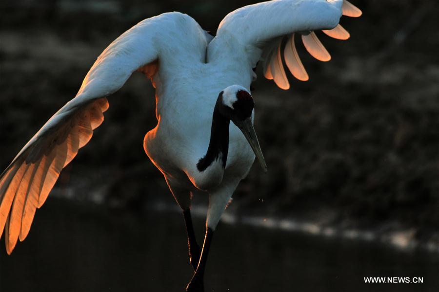 Red-crowned cranes walk at a state nature reserve of rare birds in Yancheng City, east China's Jiangsu Province, Jan. 14, 2017. (Xinhua/He Jinghua) 