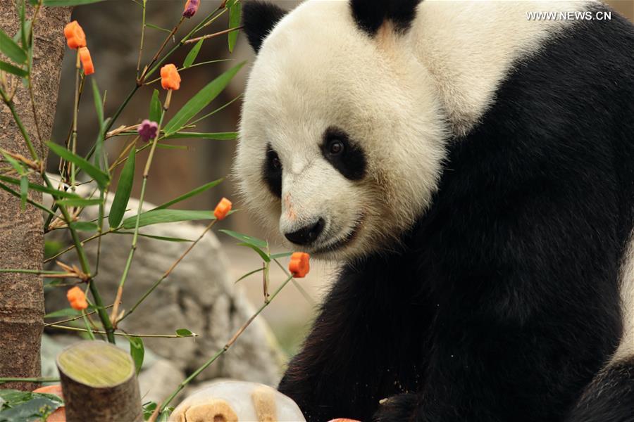 CHINA-HONG KONG-GIANT PANDA