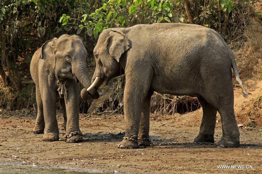 The Thitgatoeaing Elephant Camp in Pathein-South, Myanmar's Ayayawaddy region, has been turned into an elephant conservation camp for attracting tourists, the official Global New Light of Myanmar reported on Jan. 16, 2017