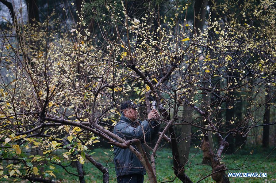 CHINA-NANJING-WINTERSWEET (CN)