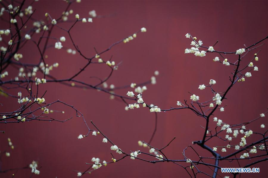 CHINA-NANJING-WINTERSWEET (CN)