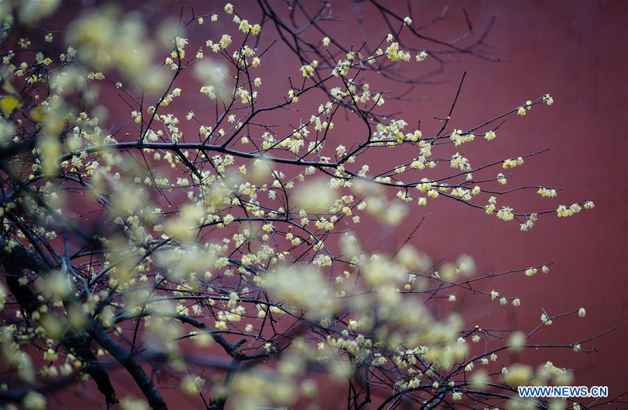 CHINA-NANJING-WINTERSWEET (CN)