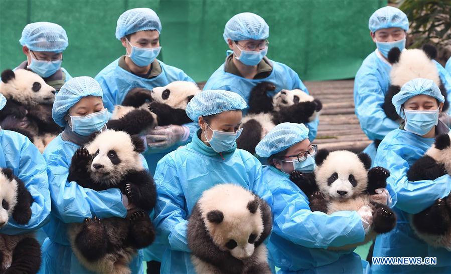 CHINA-CHENGDU-GIANT PANDA CUBS (CN)