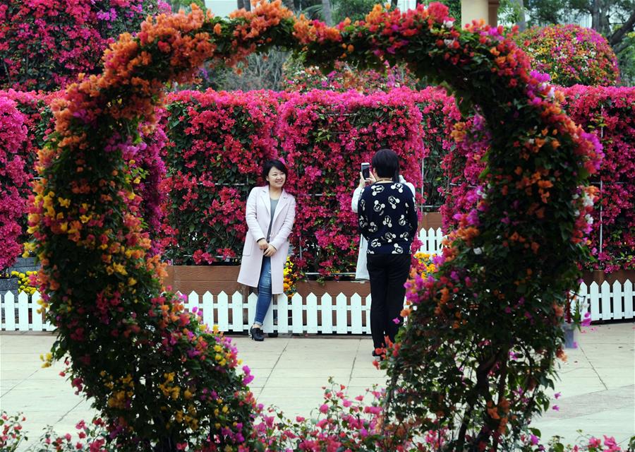 CHINA-HAIKOU-BOUGAINVILLEA SPECTABILIS-EXHIBITION (CN)