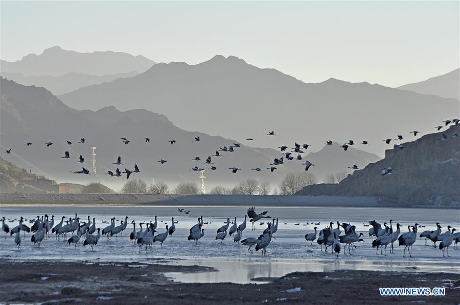 Black-necked cranes are seen in a reservoir in Linzhou County of Lhasa City, capital of southwest China's Tibet Autonomous Region, Jan. 15, 2017. Tibet has become the world's largest winter habitat for critically endangered black-necked cranes. It is currently temporary home to over 8,000 black-necked cranes, around 80 percent of the world's total population. (Xinhua/Liu Dongjun) 