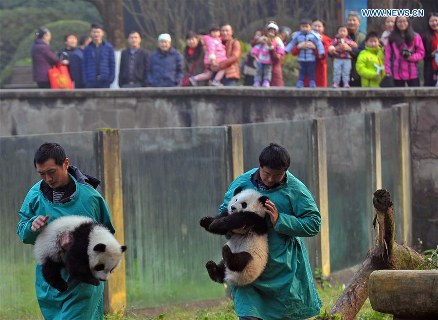 CHINA-CHONGQING-GIANT PANDA-TWIN (CN)