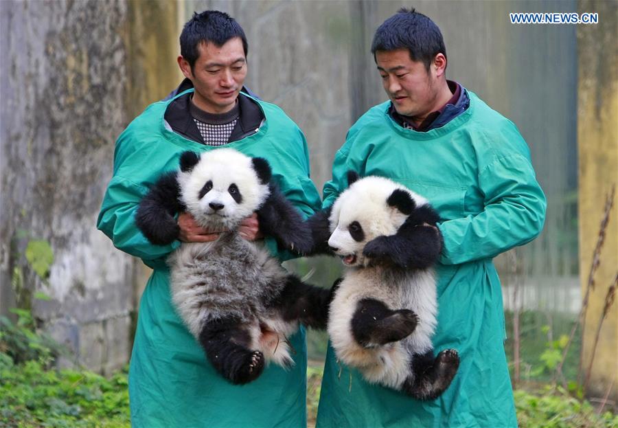 CHINA-CHONGQING-GIANT PANDA-TWIN (CN)