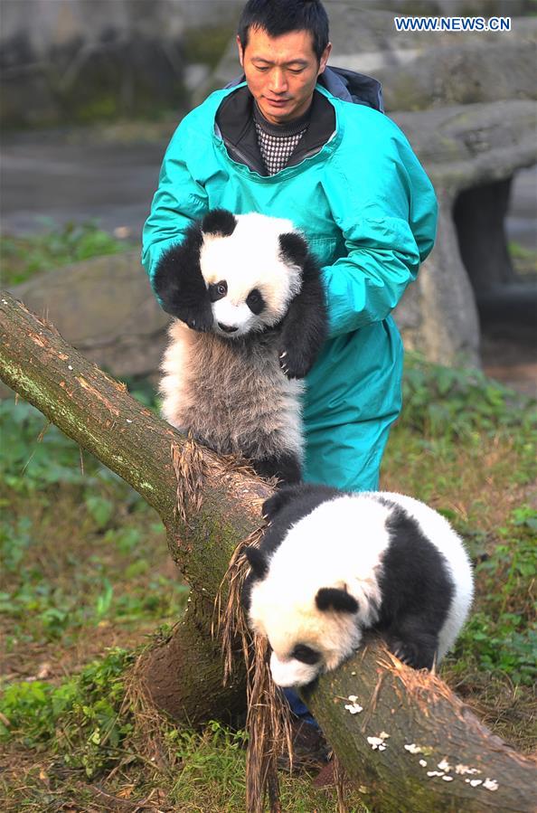 CHINA-CHONGQING-GIANT PANDA-TWIN (CN)