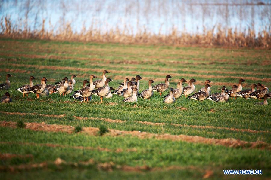 CHINA-HEBEI-CIXIAN-MIGRANT BIRDS (CN)