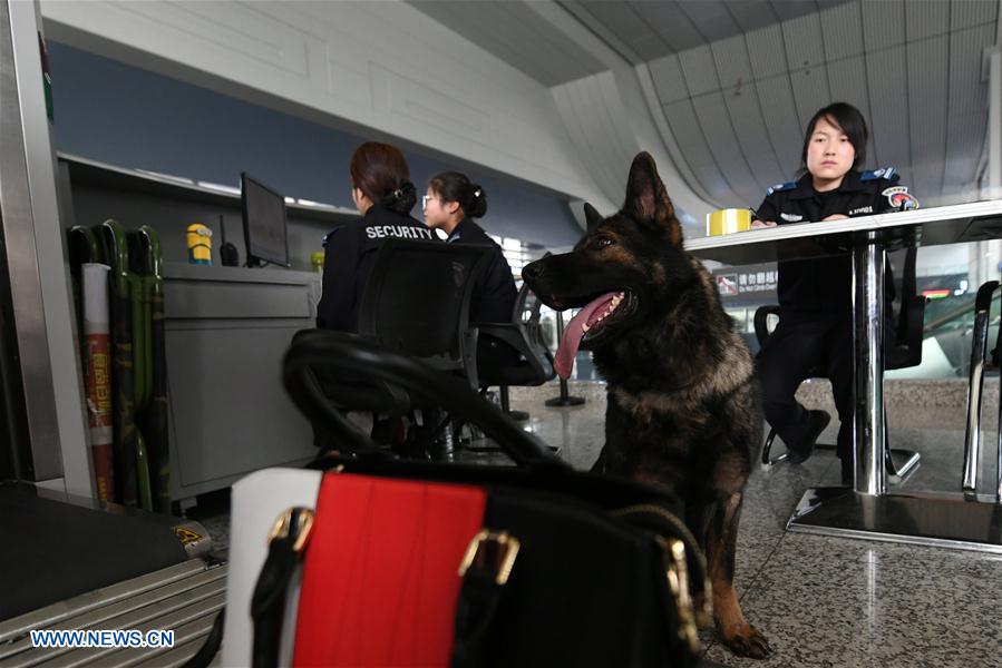 CHINA-GANSU-LANZHOU-POLICE DOG (CN)