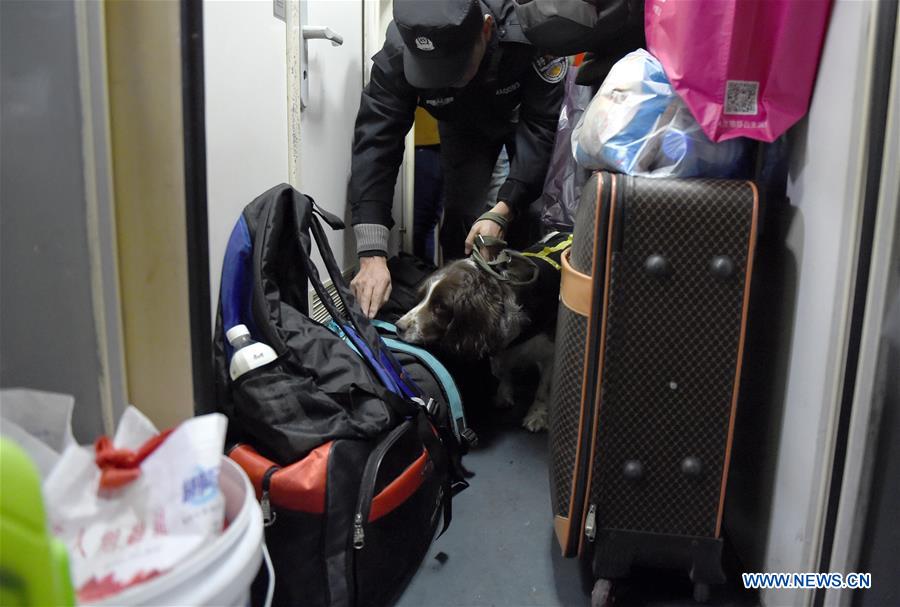Trainer Yang Naiwen and police dog Tiehu check passengers' luggage at the Hefei Railway Station in Hefei, capital of east China's Anhui Province, Jan. 24, 2017. Many police dogs are on duty during China's Spring Festival travel rush between Jan. 13 and Feb. 21. This is the 7th time for Tiehu, an 8-year-old sniffer dog, to serve the travel rush around the Spring Festival, which falls on Jan. 28 this year. (Xinhua/Guo Chen) Trainer Yang Naiwen and police dog Tiehu check passengers' luggage at the Hefei Railway Station in Hefei, capital of east China's Anhui Province, Jan. 24, 2017. Many police dogs are on duty during China's Spring Festival travel rush between Jan. 13 and Feb. 21. This is the 7th time for Tiehu, an 8-year-old sniffer dog, to serve the travel rush around the Spring Festival, which falls on Jan. 28 this year. (Xinhua/Guo Chen)