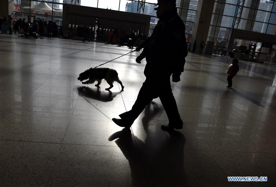 Trainer Yang Naiwen and police dog Tiehu patrol at the Hefei Railway Station in Hefei, capital of east China's Anhui Province, Jan. 24, 2017. Many police dogs are on duty during China's Spring Festival travel rush between Jan. 13 and Feb. 21. This is the 7th time for Tiehu, an 8-year-old sniffer dog, to serve the travel rush around the Spring Festival, which falls on Jan. 28 this year. (Xinhua/Guo Chen) Trainer Yang Naiwen and police dog Tiehu patrol at the Hefei Railway Station in Hefei, capital of east China's Anhui Province, Jan. 24, 2017. Many police dogs are on duty during China's Spring Festival travel rush between Jan. 13 and Feb. 21. This is the 7th time for Tiehu, an 8-year-old sniffer dog, to serve the travel rush around the Spring Festival, which falls on Jan. 28 this year. (Xinhua/Guo Chen)