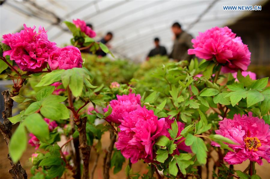 #CHINA-HEBEI-PEONY BLOSSOM (CN)