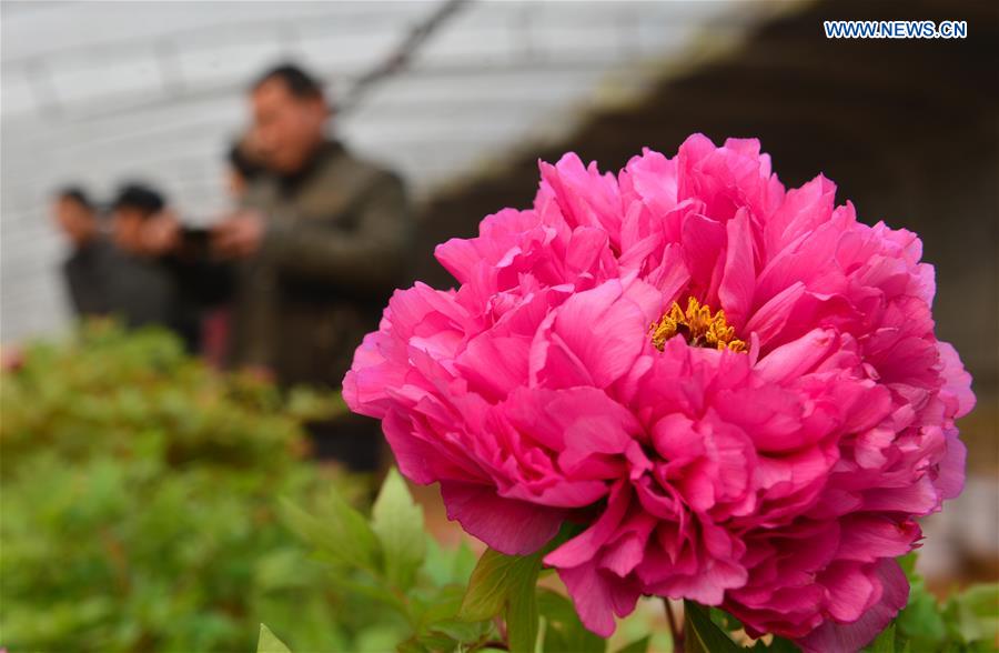 #CHINA-HEBEI-PEONY BLOSSOM (CN)
