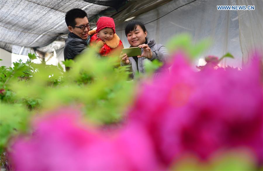 #CHINA-HEBEI-PEONY BLOSSOM (CN)
