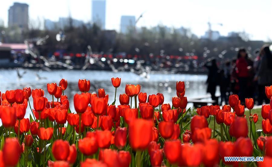 CHINA-KUNMING-LUNAR NEW YEAR-TOURISM (CN)