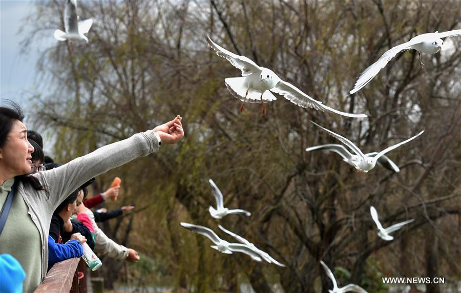 Tourists watch black-headed gulls at the Dianchi Lake in Kunming, capital of southwest China's Yunnan Province, Jan. 31, 2017. 