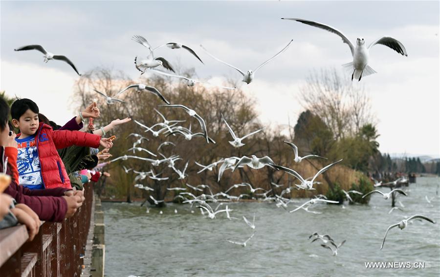 Tourists watch black-headed gulls at the Dianchi Lake in Kunming, capital of southwest China's Yunnan Province, Jan. 31, 2017. 