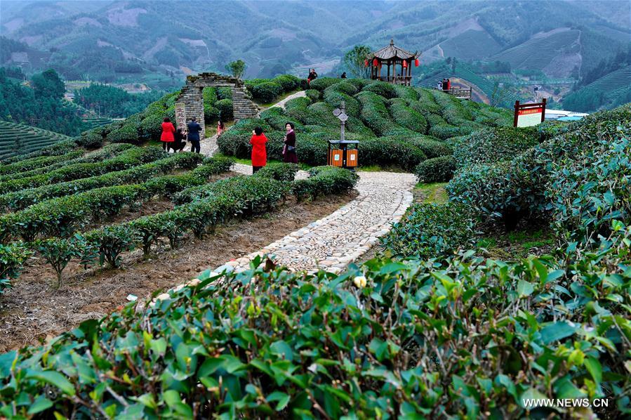 Tourists visit a tea plantation during Chinese Lunar New Year holiday in Houtang Village of Xiaoqiao Township in Jian'ou, southeast China's Fujian Province, Jan. 31, 2017. (Xinhua/Zhang Guojun) Tourists visit a tea plantation during Chinese Lunar New Year holiday in Houtang Village of Xiaoqiao Township in Jian'ou, southeast China's Fujian Province, Jan. 31, 2017. (Xinhua/Zhang Guojun)