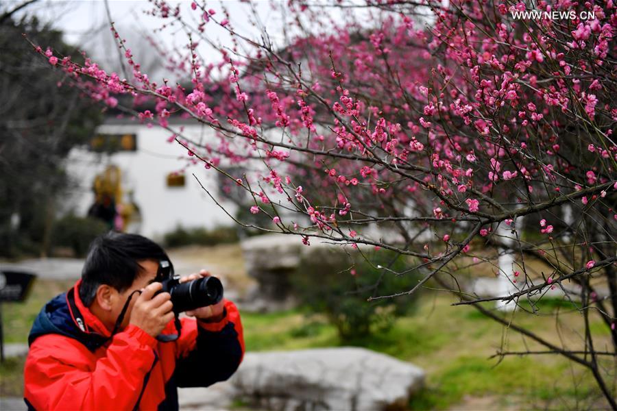 CHINA-JIANGXI-PLUM BLOSSOM (CN)