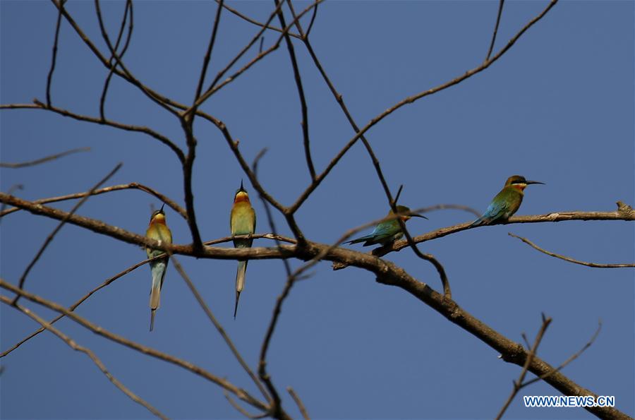 MYANMAR-BAGO-MOEYUNGYI WETLAND-WILDLIFE