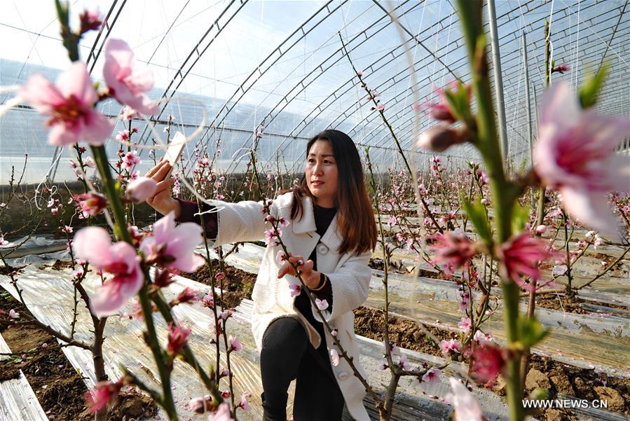 More than 100 Mu (about 6.67 hectares) of peach blossoms here attracted lots of visitors.