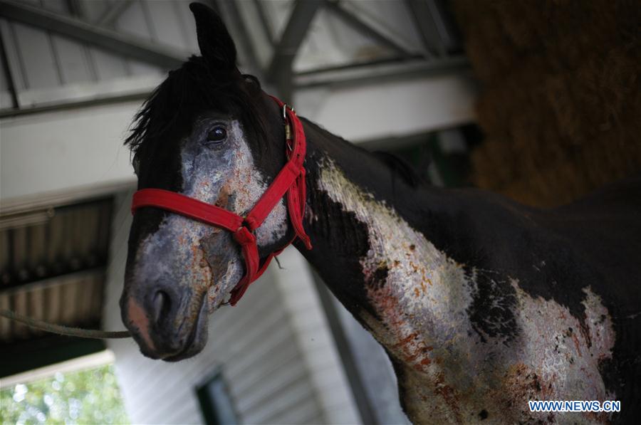 CHILE-CHILLAN-FIRE-INJURED ANIMALS