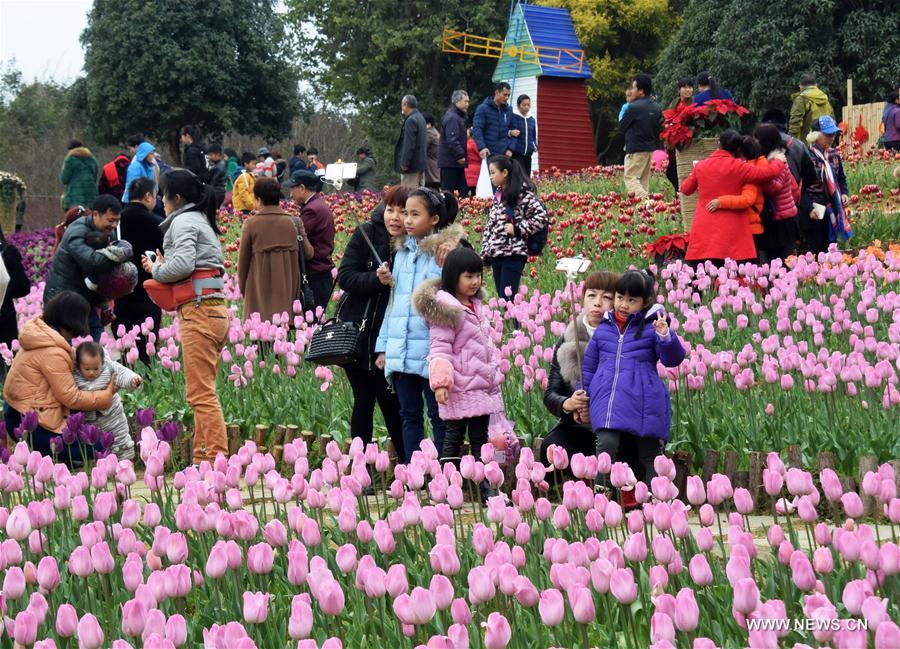 Tourists view tulip flowers during the week-long Spring Festival holiday at Liuzhou Expo Garden in Liuzhou City, south China's Guangxi Zhuang Autonomous Region, Feb. 2, 2017. (Xinhua/Li Bin) 