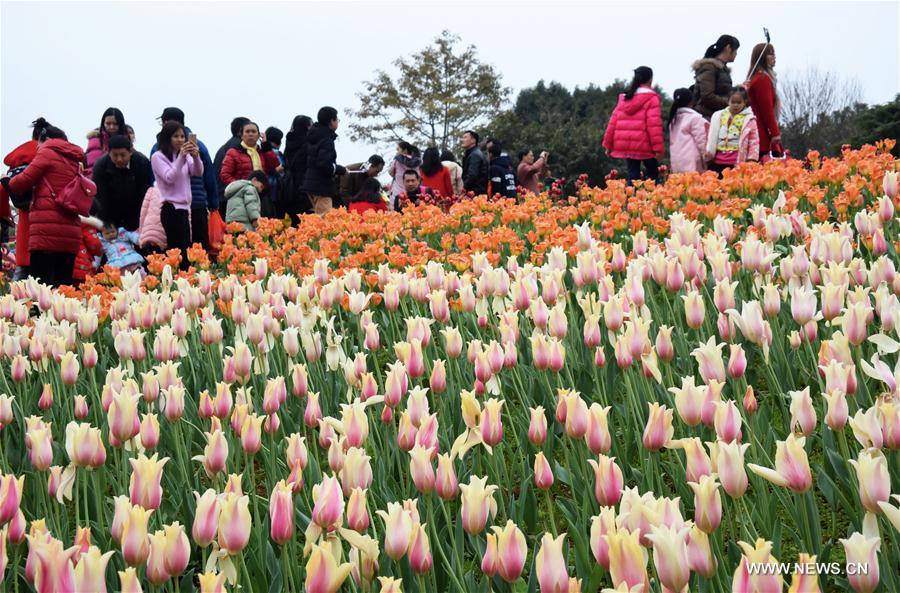 Tourists view tulip flowers during the week-long Spring Festival holiday at Liuzhou Expo Garden in Liuzhou City, south China's Guangxi Zhuang Autonomous Region, Feb. 2, 2017. (Xinhua/Li Bin) 