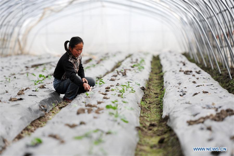 #CHINA-FARM WORK-BEGINNING OF SPRING (CN)