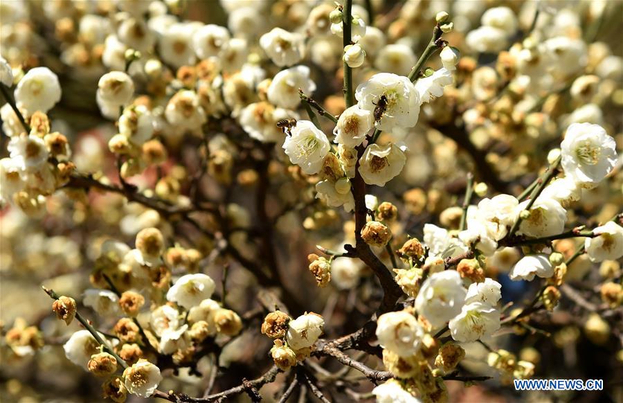 CHINA-KUNMING-BLOSSOMS (CN)