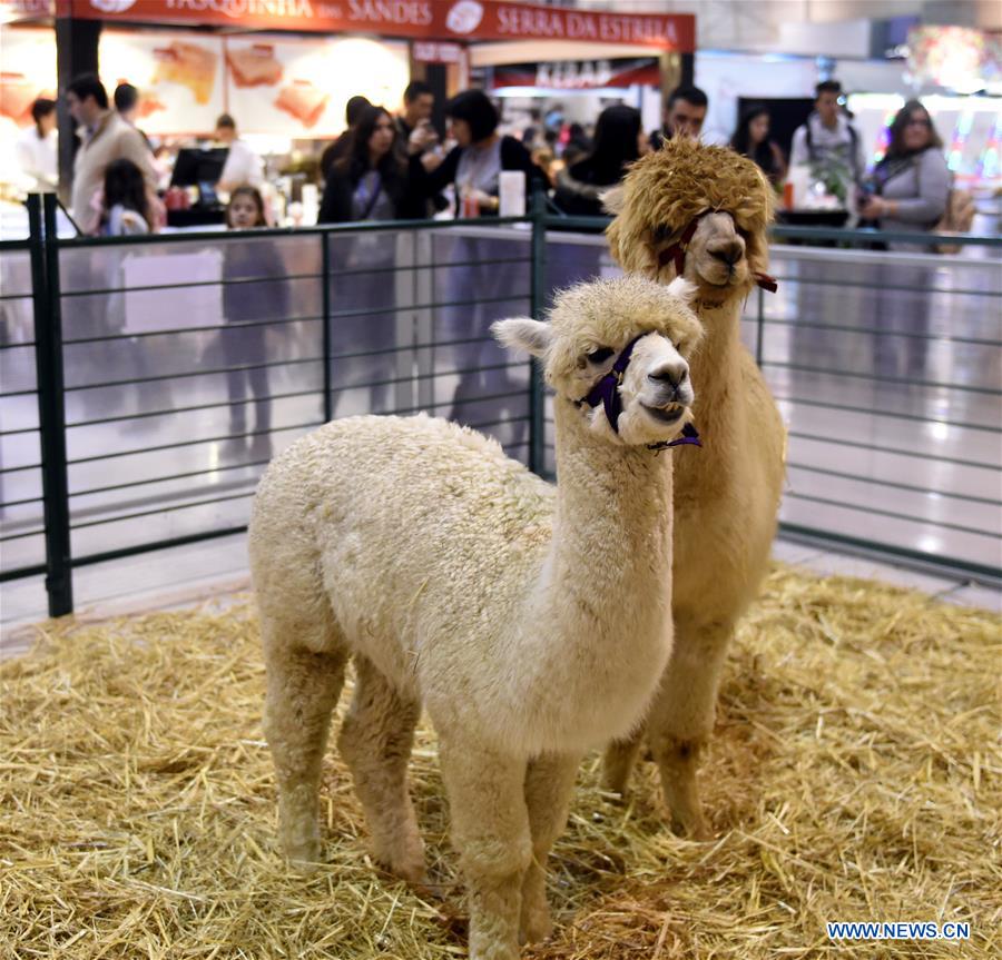 PORTUGAL-LISBON-PET SHOW