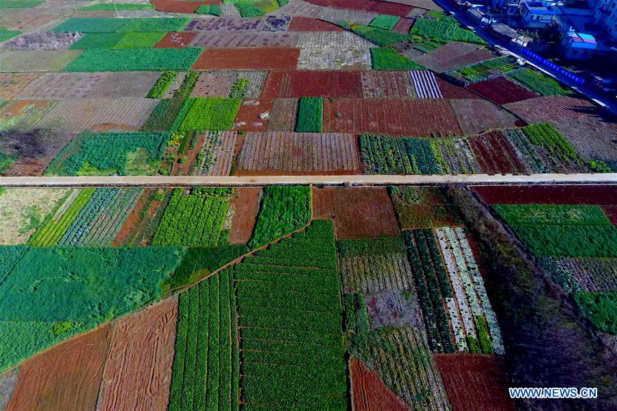 CHINA-YUNNAN-SPRING SCENERY (CN)